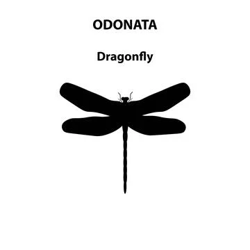 Odonata dragonfly Stock Illustration