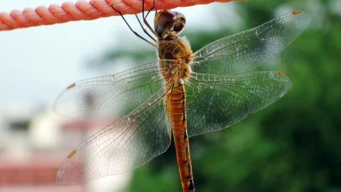 Odonata Stock Photos