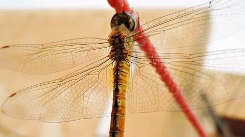 Odonata Stock Photos