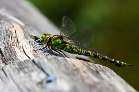 Odonata Stock Photos