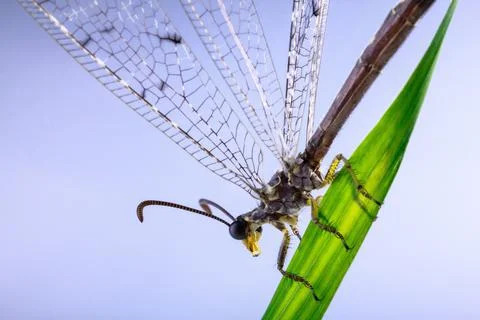 Odonata Stock Photos