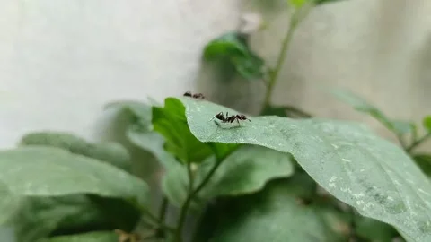 Odontomachus bauri or trap jaw ant on a leaf 스톡 동영상 310713336