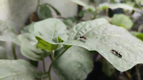 Odontomachus bauri or trap jaw ant on a leaf Stockbeeldmateriaal 310713365