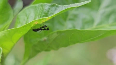 Odontomantis planiceps Nymph Hanging Under Green Leaf Vídeos de archivo 332473587