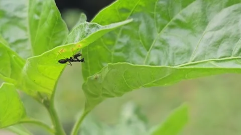 Odontomantis planiceps Nymph Hanging Under Green Leaf Stock Footage 332473819