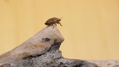 Odontotarsus sp. is cleaned on a branch. Isolated pale yellow background Stock Footage 142224931