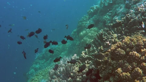 Odonus niger (red toothed triggerfish) in coral reef of deep blue ocean Stock Footage 94373672