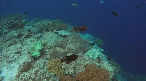 Odonus niger (red toothed triggerfish) above deep blue ocean Stock Footage 94373686