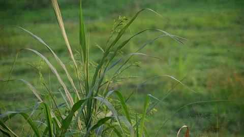 Odot grass and small lamtoro trees gently swaying in the warm late afternoon bre Stock Footage 287999948