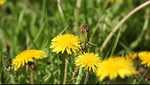 Oduvan-1 Stock-Footage 5841494