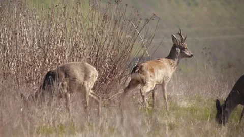Oe Deer Buck Urinating in Dry Grassland – 4K Close-Up 스톡 동영상 320175799
