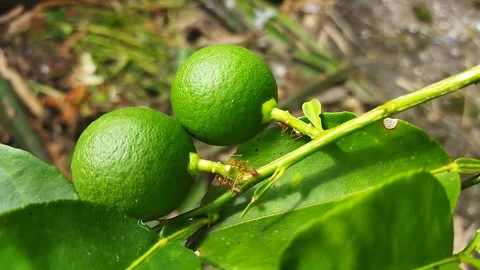 Oecophylla ANTS IN ORANGE TREES Stock Footage 241004552