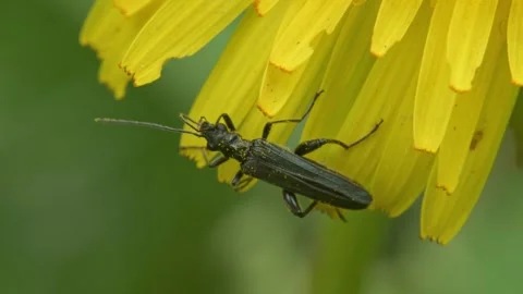 Oedemera beetle feeding on dandelion flower 動画素材 346161202