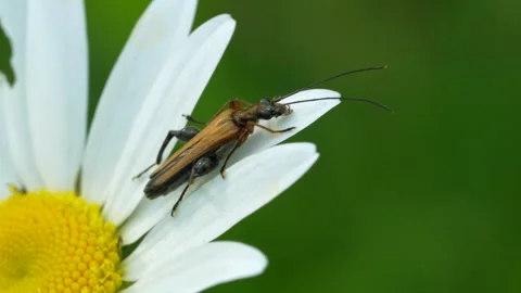 Oedemera simplex, small beetle on a daisy in a meadow in spring. Stock Footage 242093753