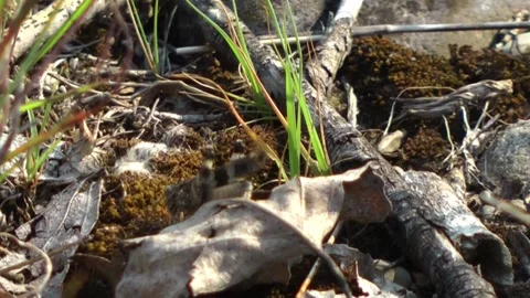 Oedipoda caerulescens, grasshopper Video stock 152972374