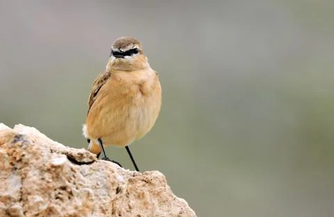 Oenanthe bird Foto stock