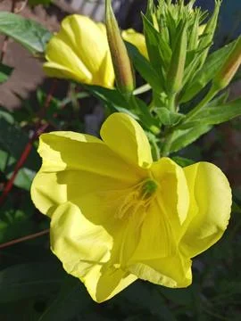 Oenothera Stockfoto's