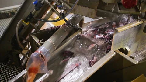 The offal of freshly caught fish goes along a conveyor belt. Stock Footage 163493967