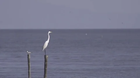 Offended birds, Bad relationship concept Stock Footage 76910440