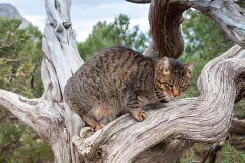 Offended cat sits on a tree branch, look at the camera, soft focus. Stock Photos