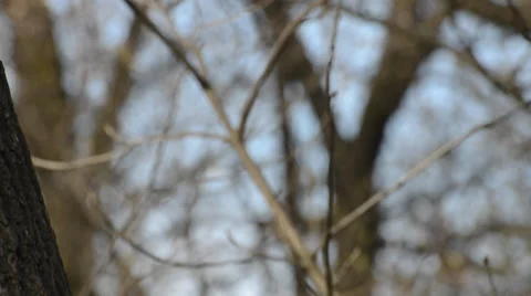 Offended child Stock Footage 36763443