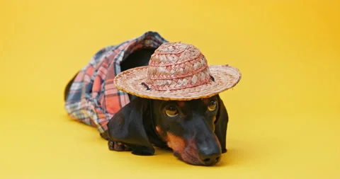 Offended dog, kid in hat lies on floor psychological manipulation silent protest Stock-Footage 250703967