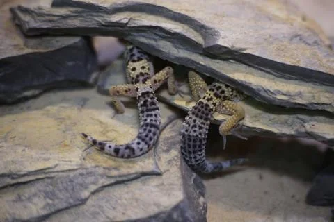 Offended lizards Stock Photos