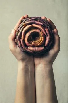 Offering artichoke. Two hands gently holding an artichoke that looks like a r Stock Photos