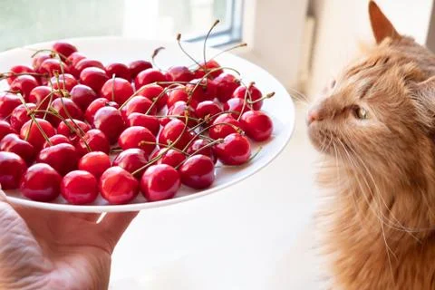 Offering cherries to red cat side view 스톡 사진