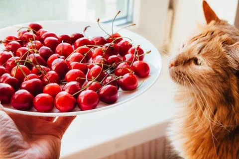 Offering cherries to red cat side view 写真素材