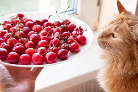 Offering cherries to red cat side view 스톡 사진