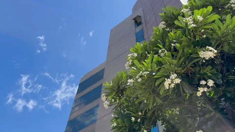 Office building and blue sky with strong sunshine in summer. Stock Footage 276343139