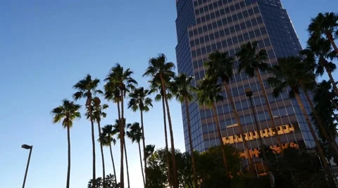 Office building and palm trees downtown Tucson Stock Footage 57652668