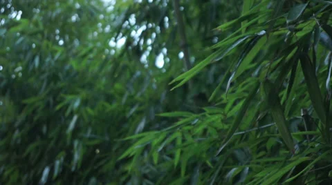 Office Building & Bamboo Shrubs - 05 Stock Footage