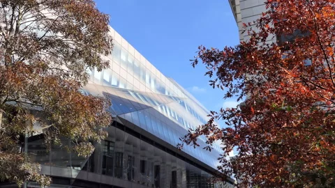 An office building in between two yellow trees. Stock Footage 97961847