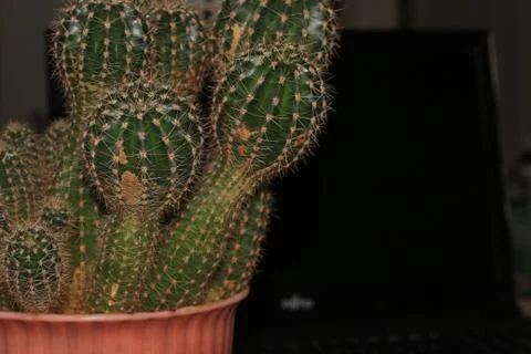 Office cactus Stock Photos