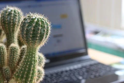 Office cactus Foto stock