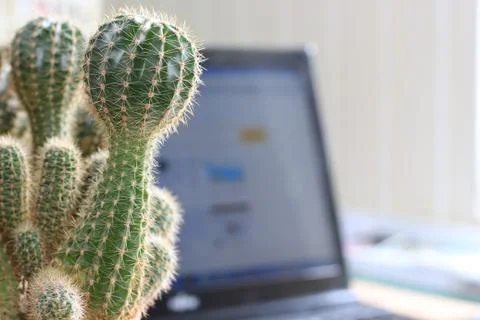 Office cactus Stock Photos