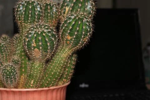 Office cactus Foto stock