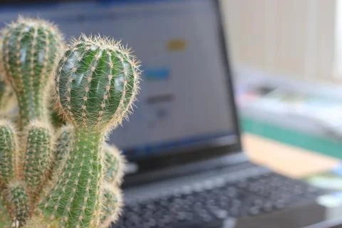 Office cactus Foto stock
