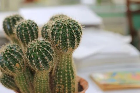 Office cactus Foto stock