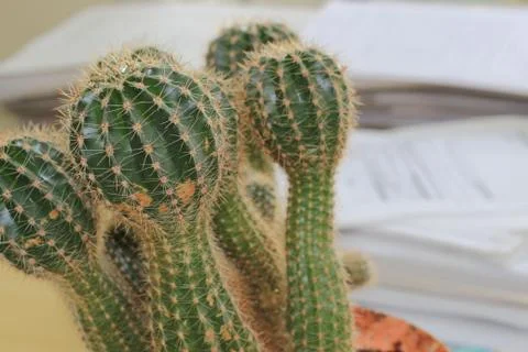 Office cactus Foto stock