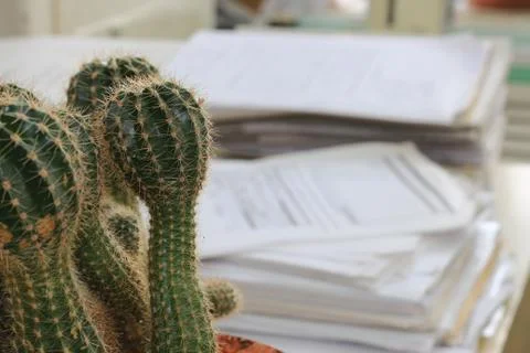 Office cactus Foto stock