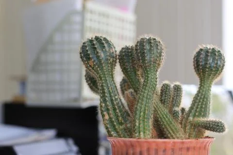 Office cactus Foto stock