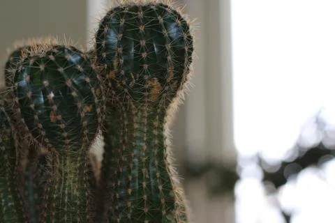 Office cactus Stock Photos