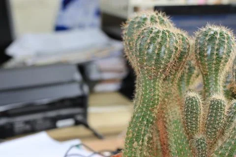 Office cactus Foto stock