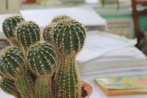 Office cactus Foto stock