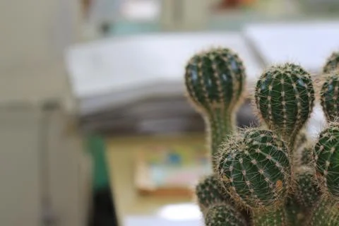 Office cactus Foto stock