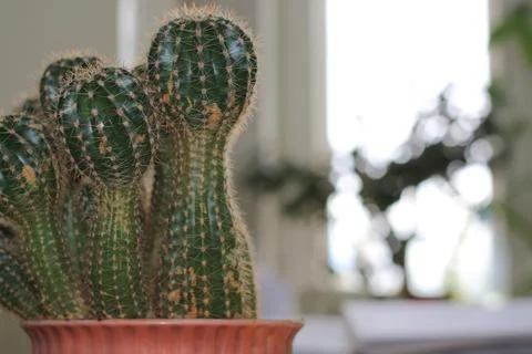 Office cactus Foto stock