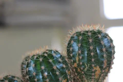 Office cactus Foto stock